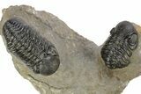 Pair Of Well Preserved Austerops Trilobite - Ofaten, Morocco #224985-11